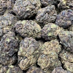 3 PACK BUNDLE - Purplato